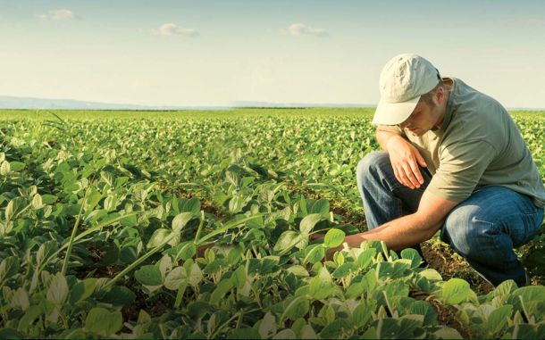 Man kneeling in field of peas to inspect the crop